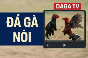 Gà nòi thường tung đòn vào các điểm yếu như cổ hoặc ngực đối phương