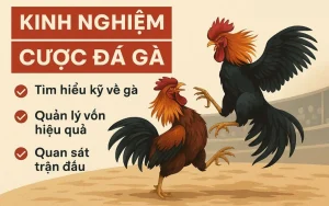 Kinh nghiệm cược đá gà theo thời điểm trận đấu